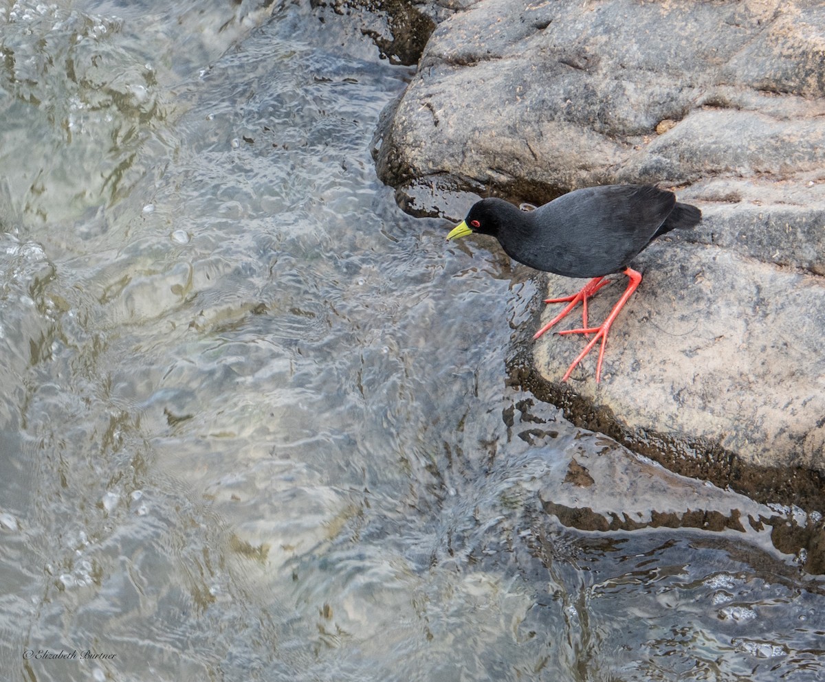 Black Crake - ML643153934