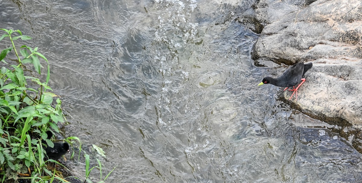 Black Crake - ML643153935
