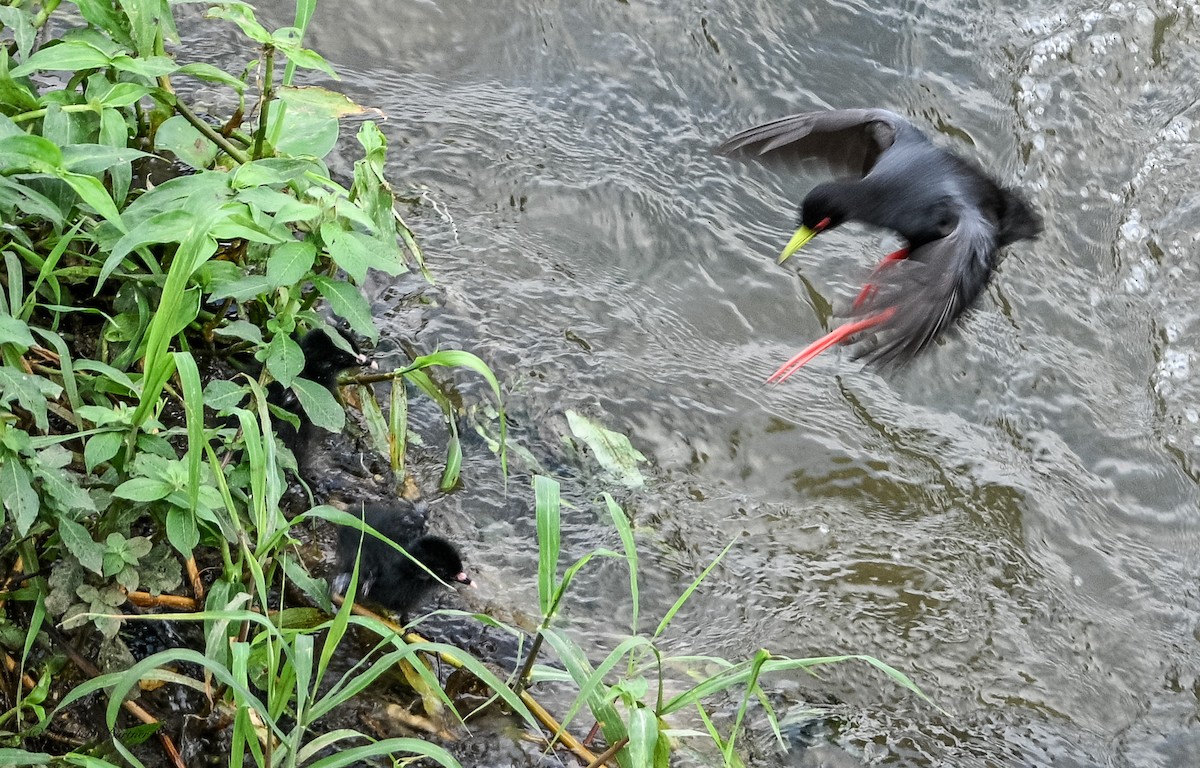 Black Crake - ML643153936