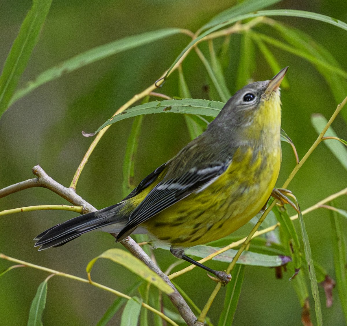 lesňáček tajgový - ML643153938