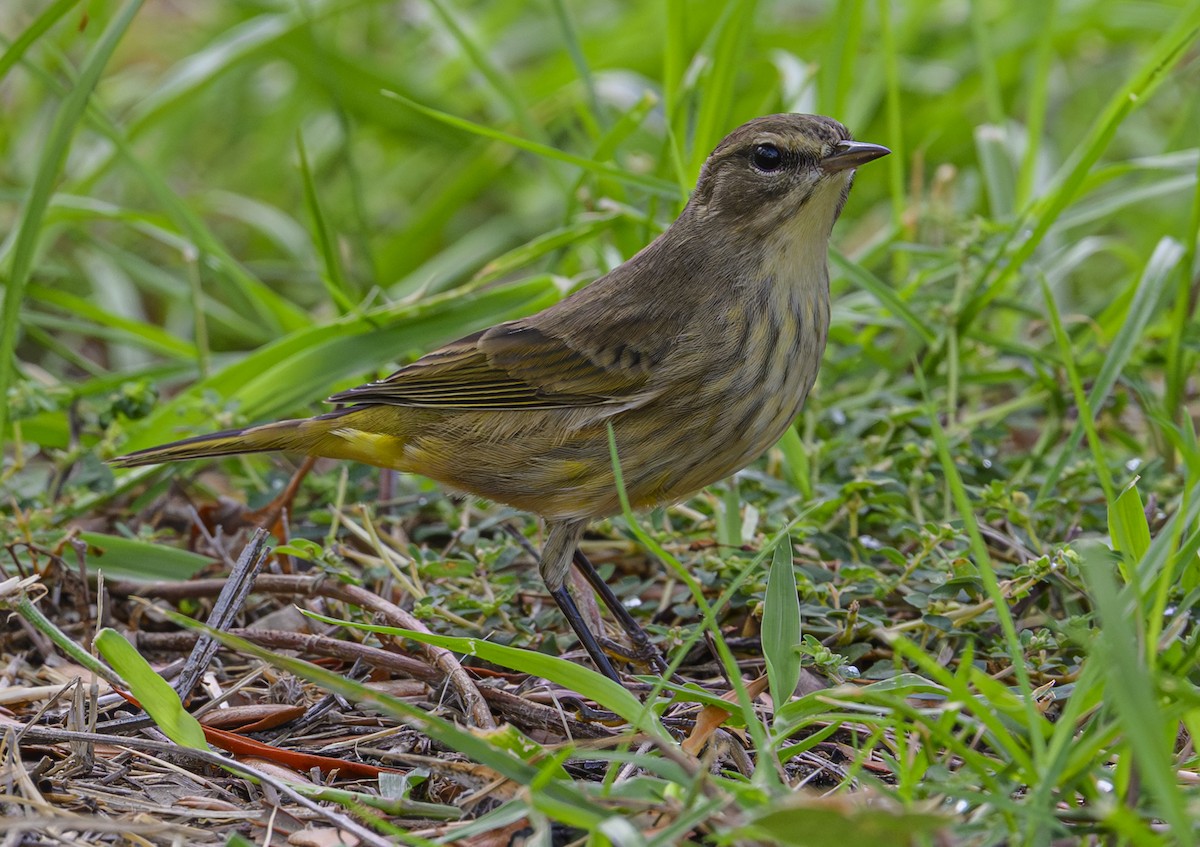 lesňáček bažinný - ML643153954