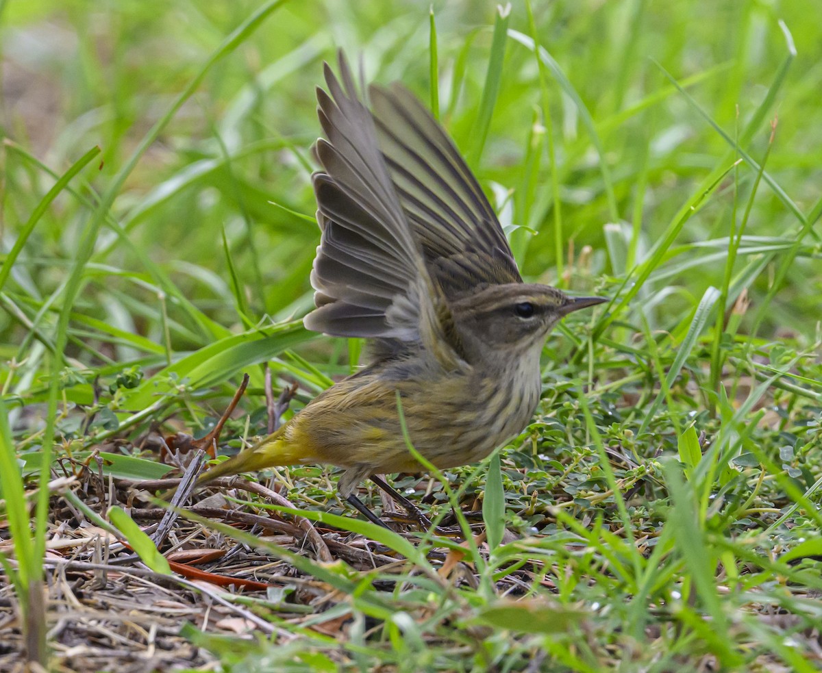 lesňáček bažinný - ML643153955