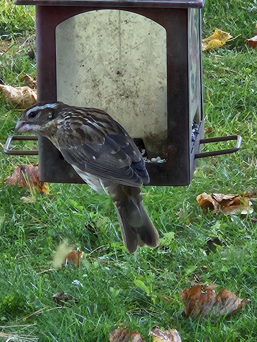 Rose-breasted Grosbeak - ML643153956