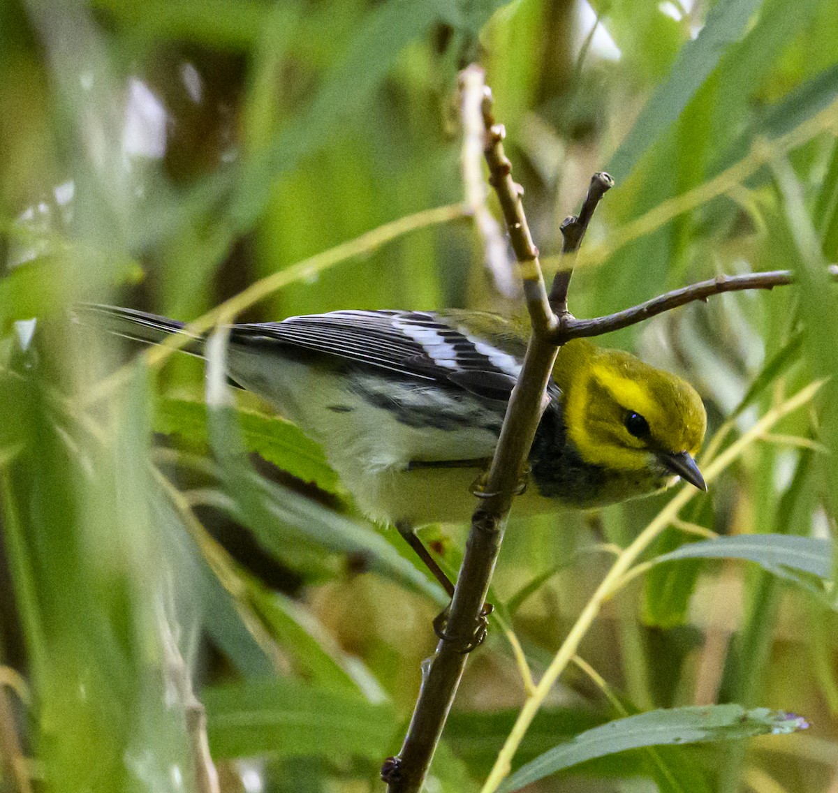 lesňáček proužkoboký - ML643153958