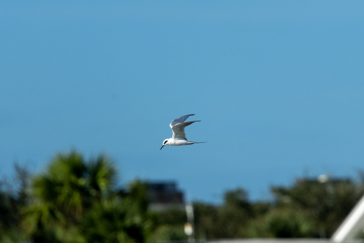 Forster's Tern - ML643153974