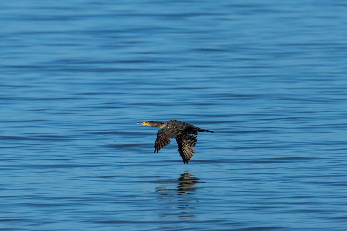 Double-crested Cormorant - ML643153977