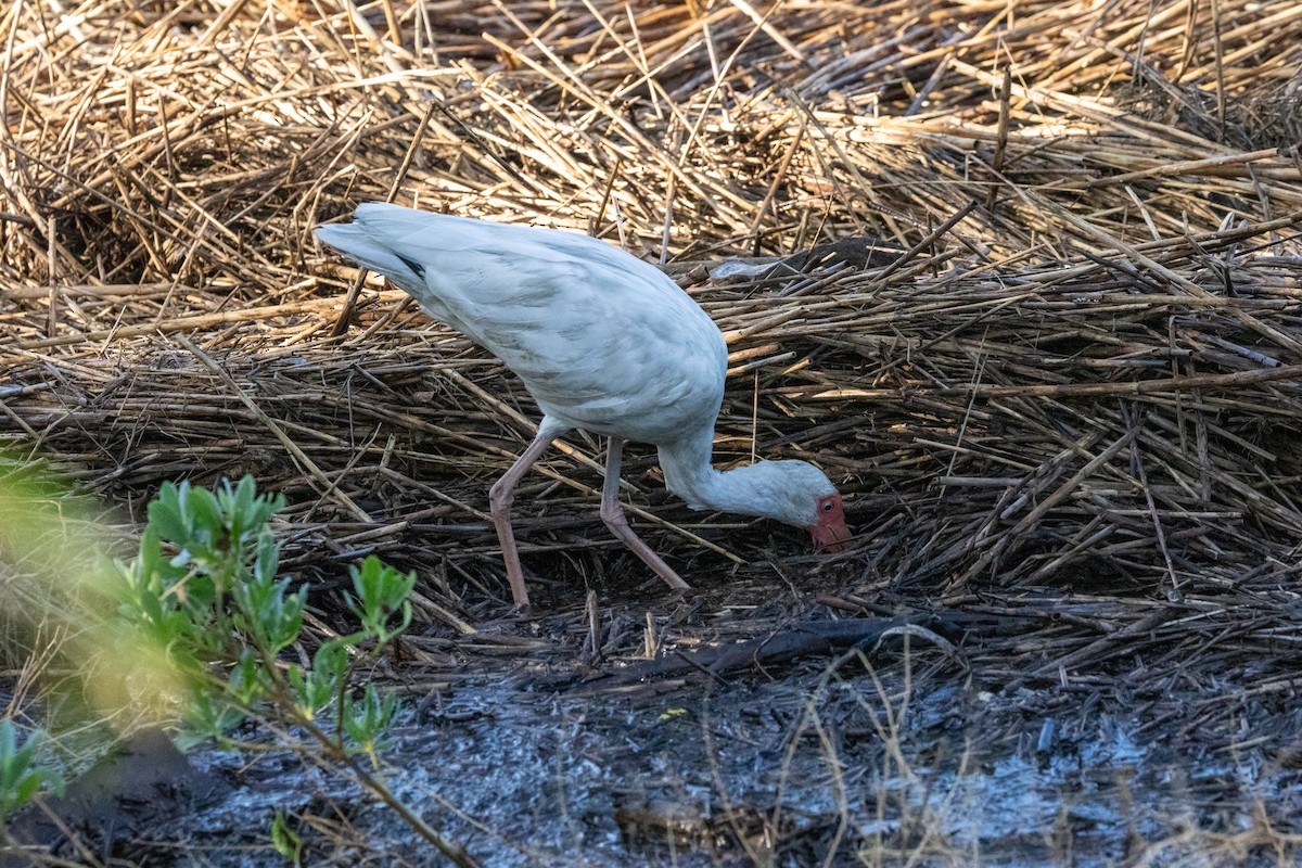 White Ibis - ML643153978
