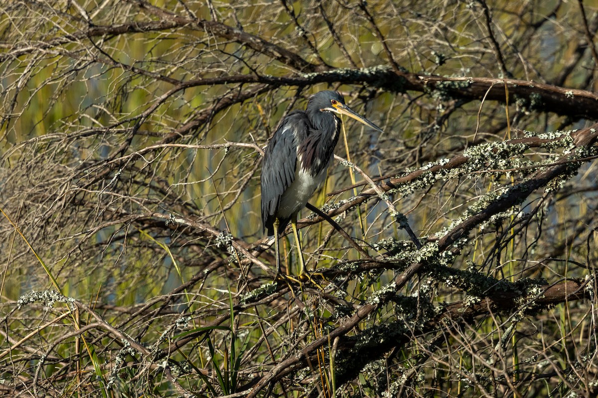 Tricolored Heron - ML643153988