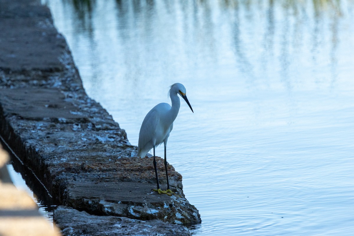 Snowy Egret - ML643153992
