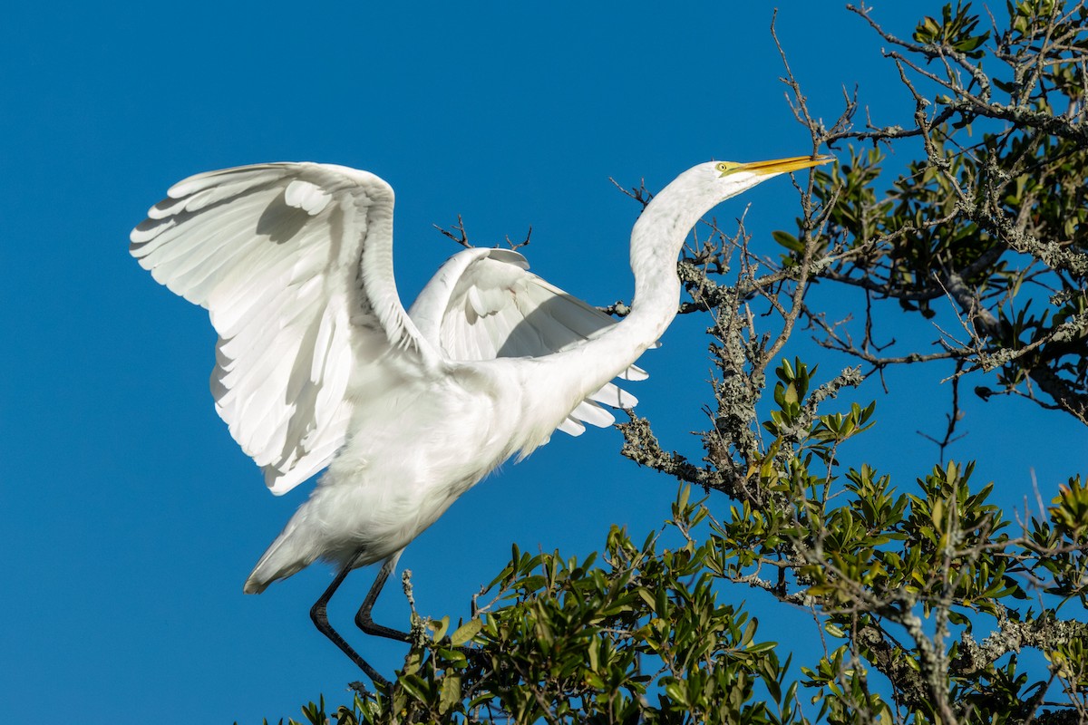 Great Egret - ML643153996