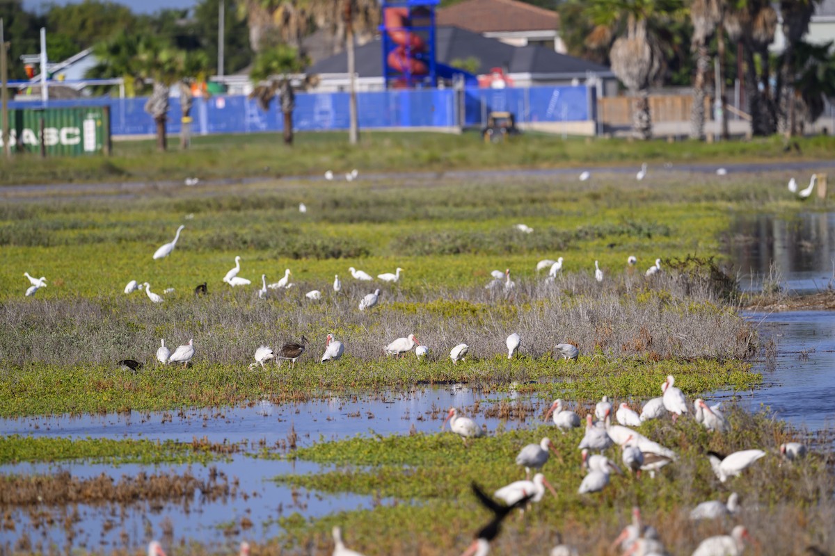 volavka bělostná - ML643153998