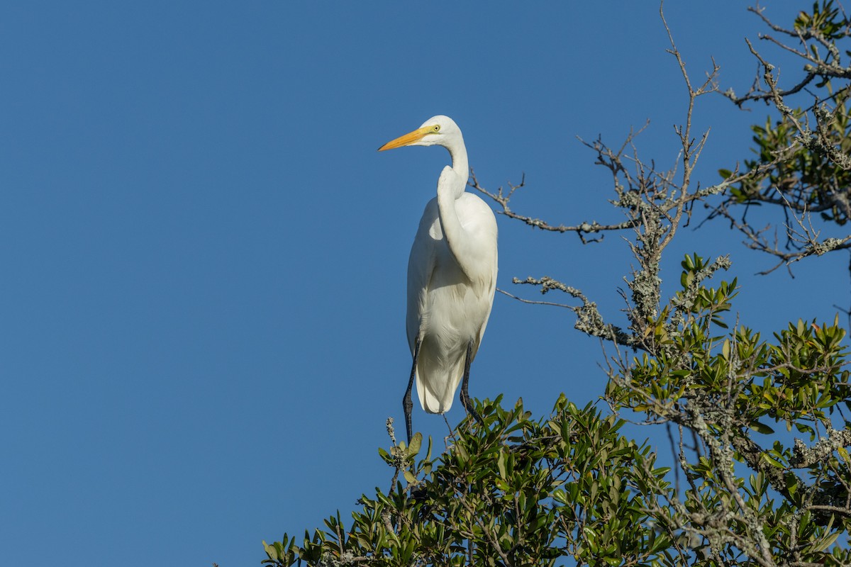 Great Egret - ML643154005
