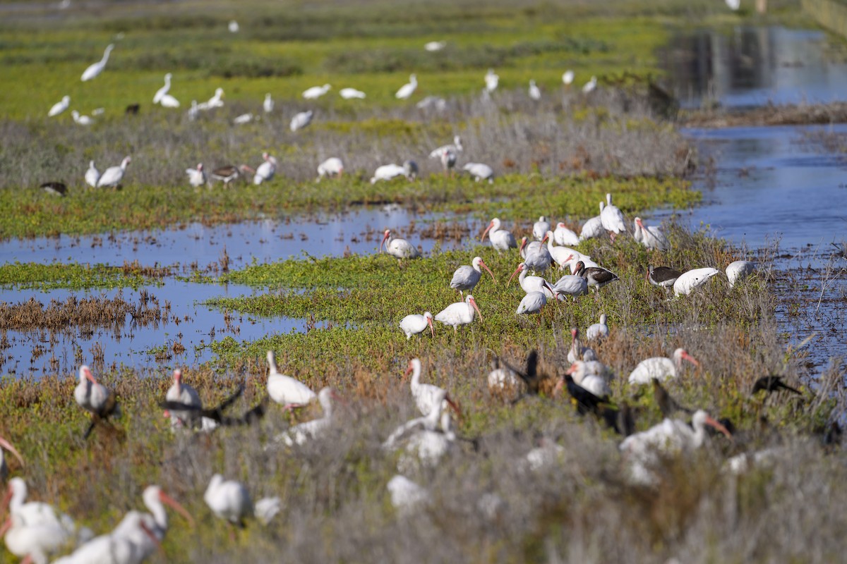 ibis bílý - ML643154007