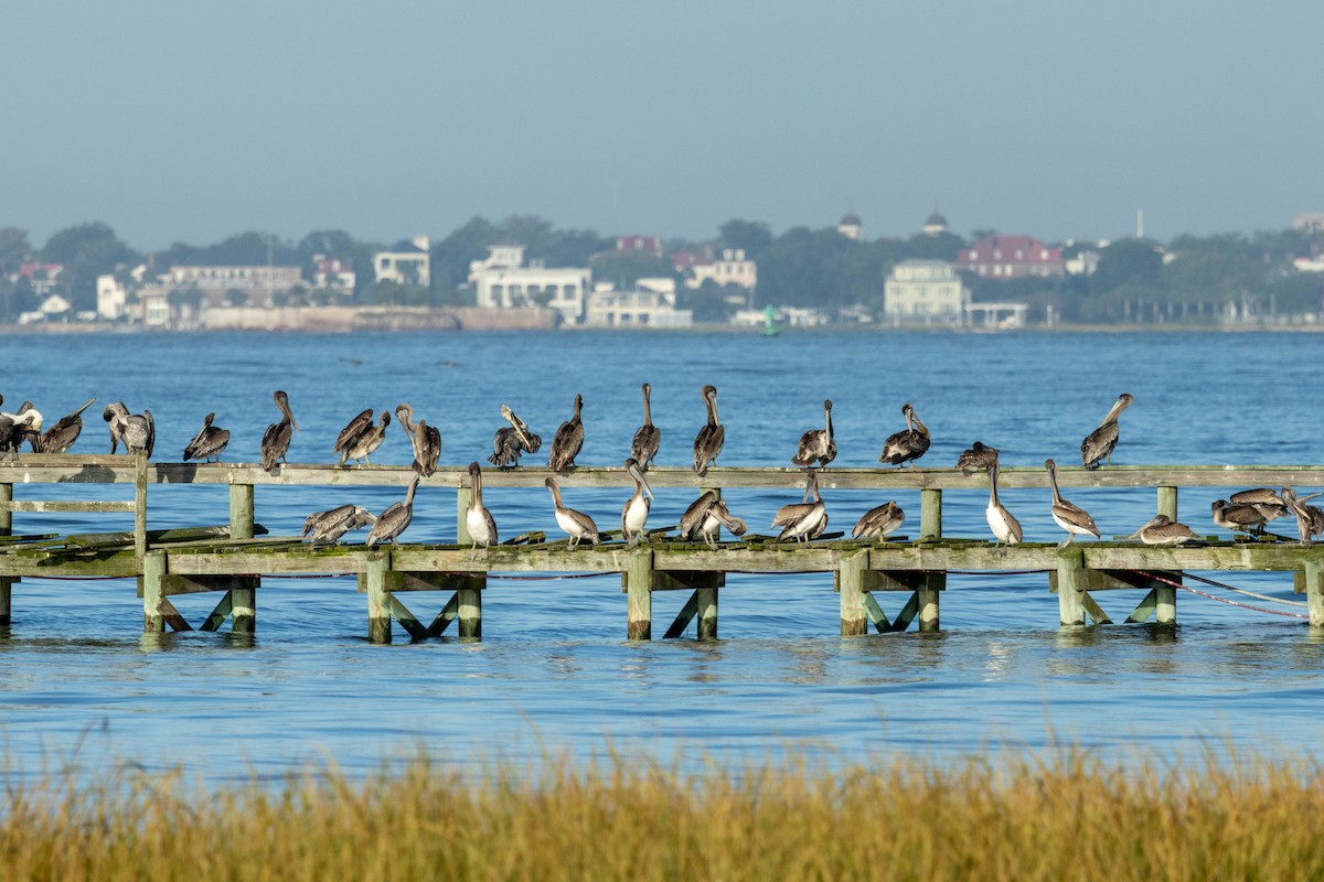 Brown Pelican - ML643154011