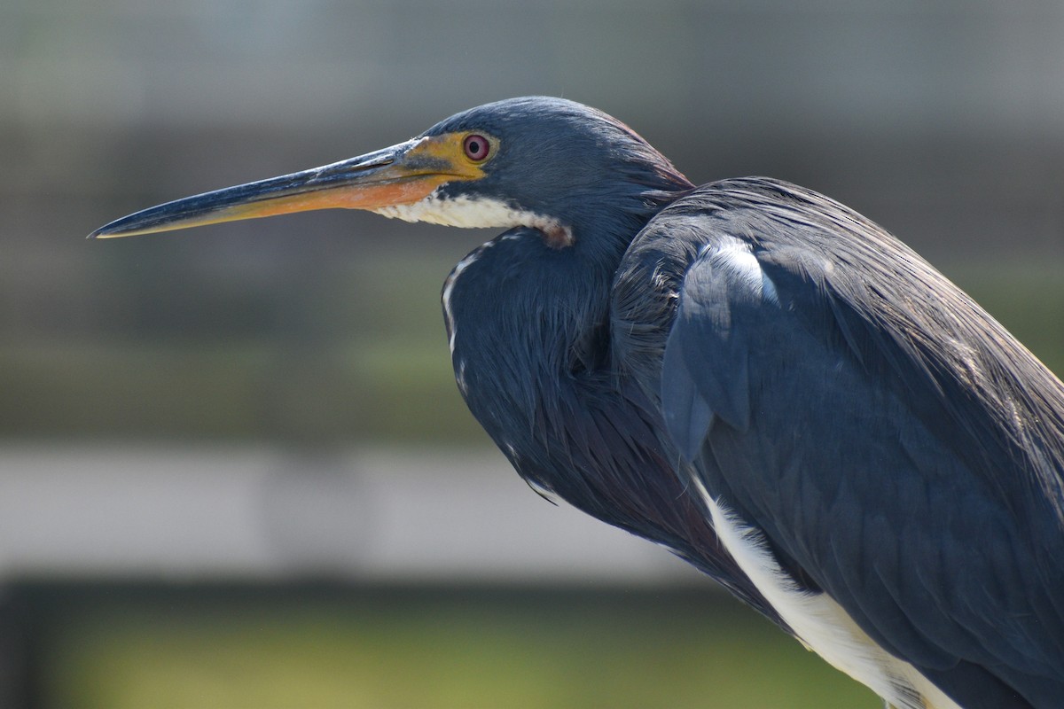 Tricolored Heron - ML643154026