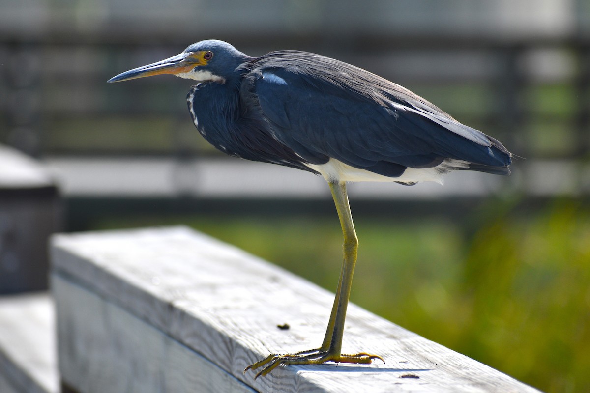 Tricolored Heron - ML643154027