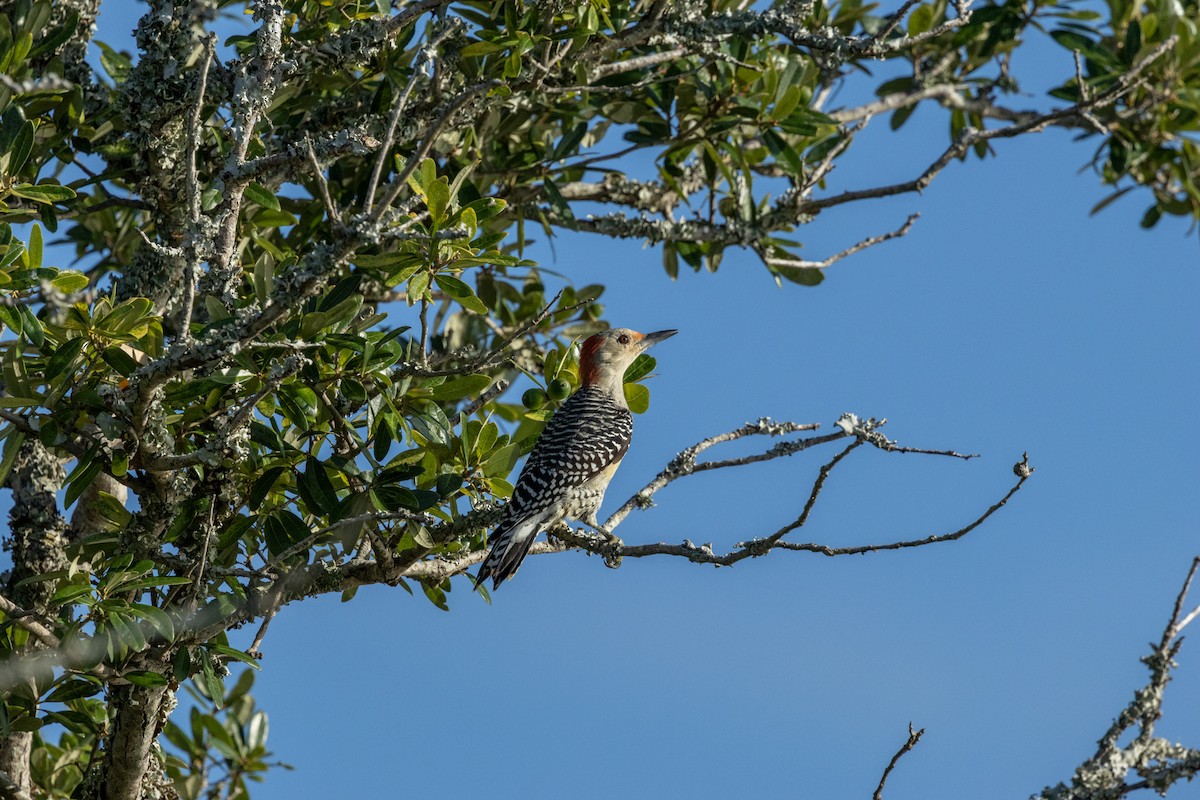 Red-bellied Woodpecker - ML643154031