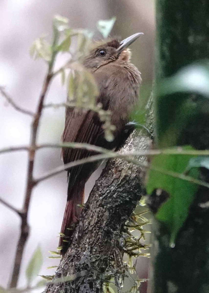 Plain-winged Woodcreeper - ML643154044