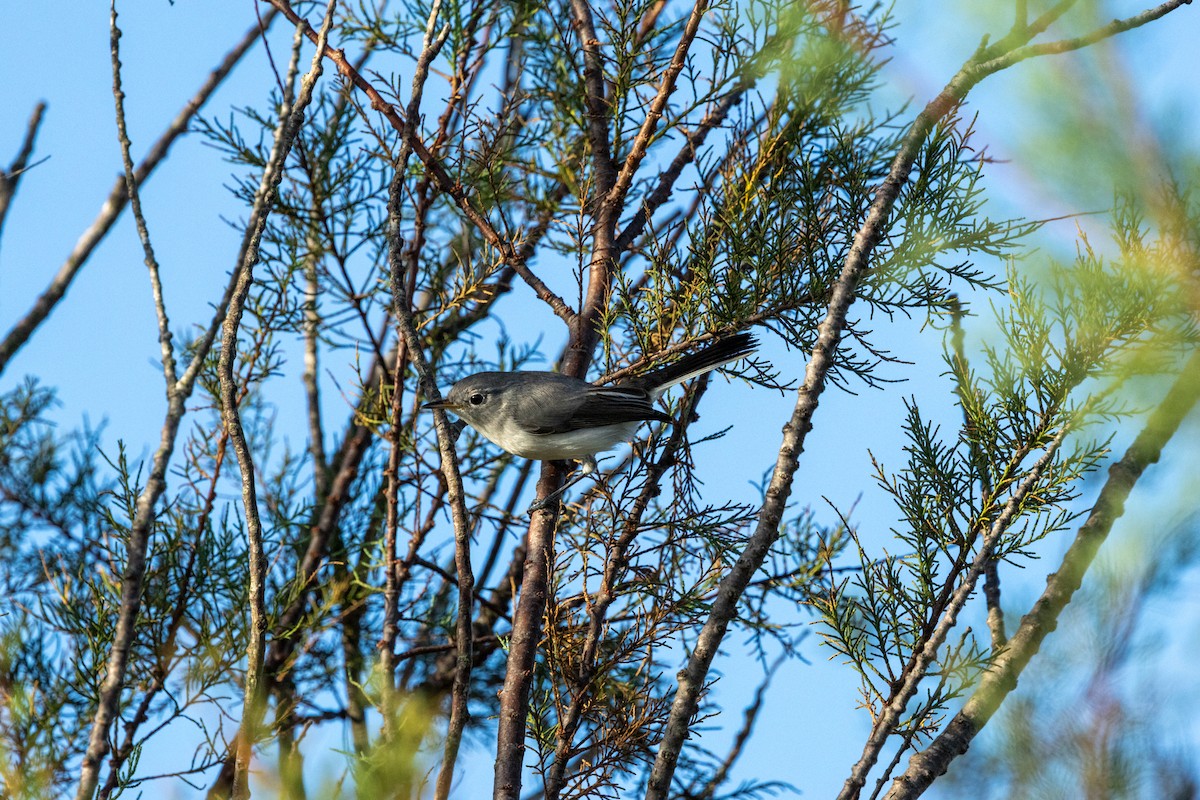 Blue-gray Gnatcatcher - ML643154049