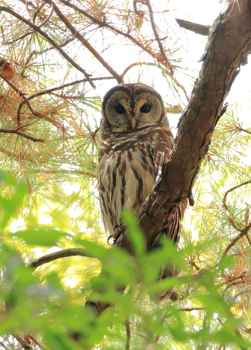 Barred Owl - ML643154052