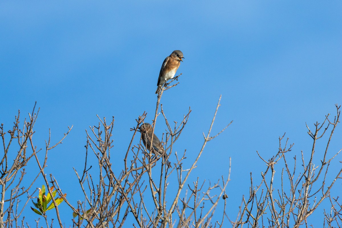 Eastern Bluebird - ML643154056