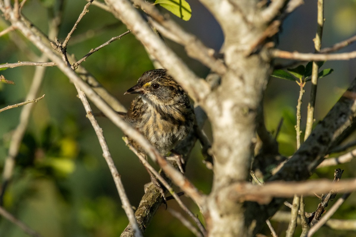 Seaside Sparrow - ML643154061