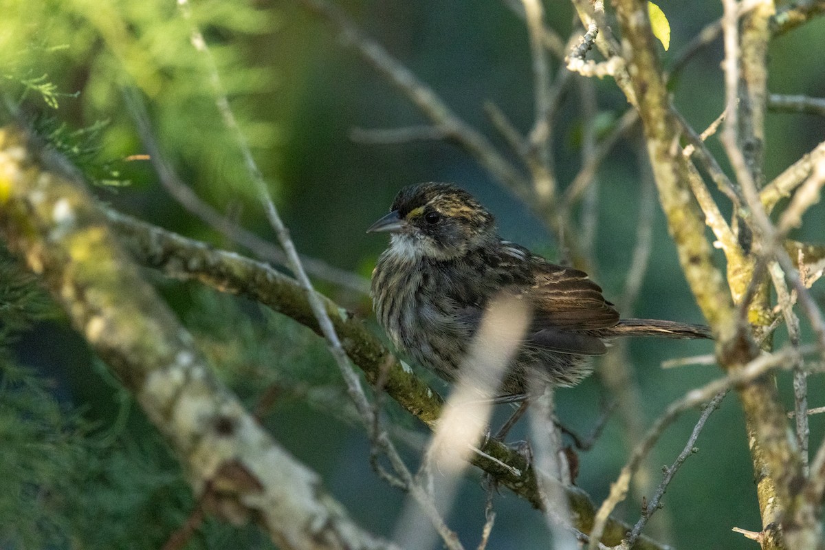 Seaside Sparrow - ML643154062