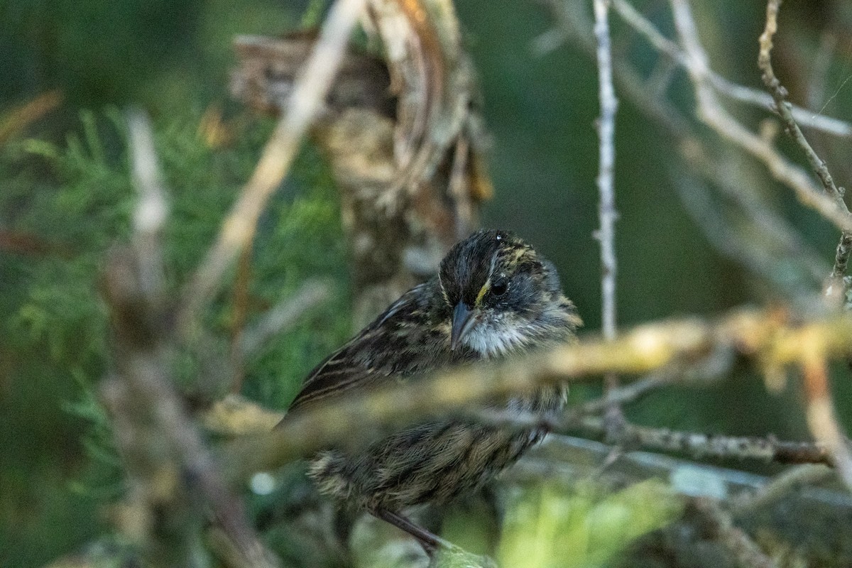 Seaside Sparrow - ML643154063