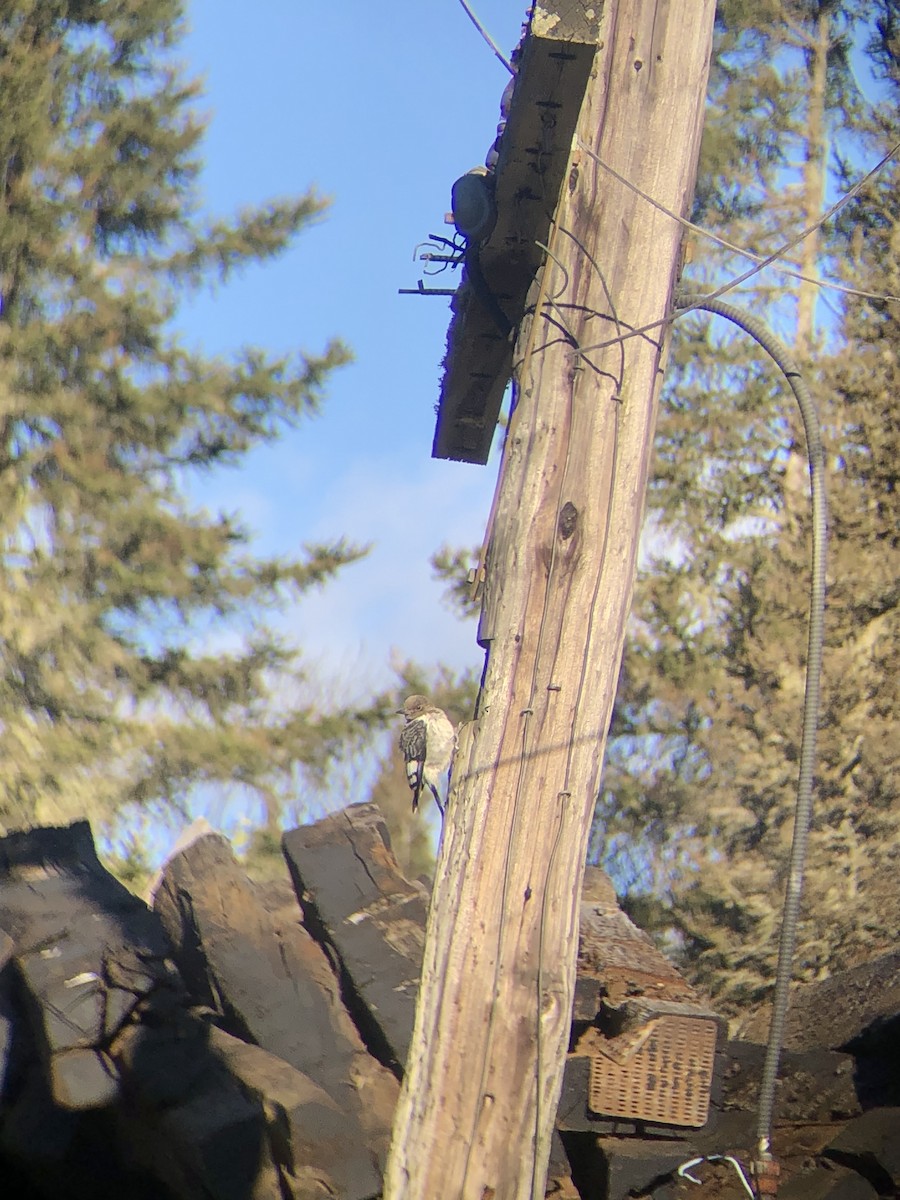 Red-headed Woodpecker - ML643154066