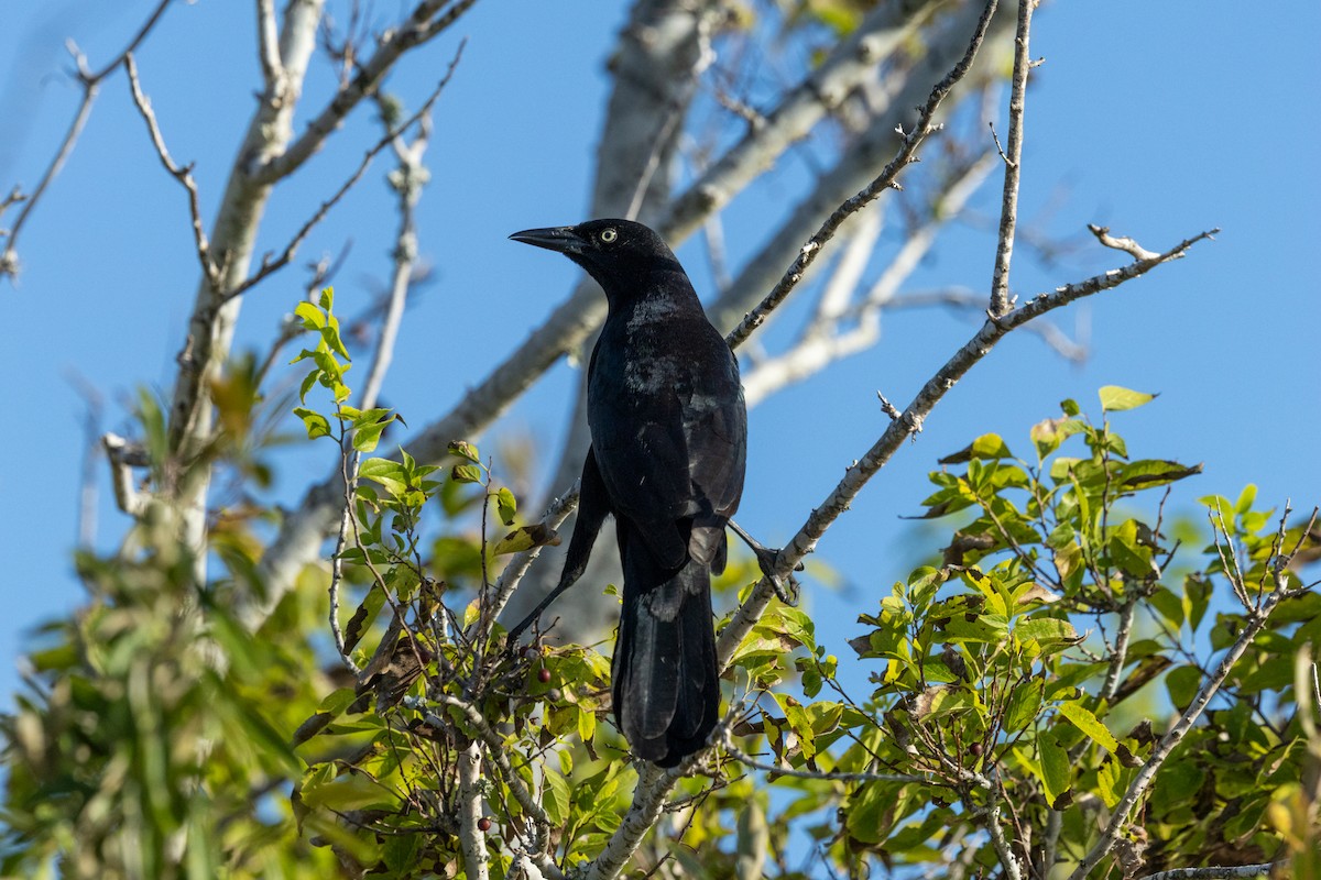 Boat-tailed Grackle - ML643154068
