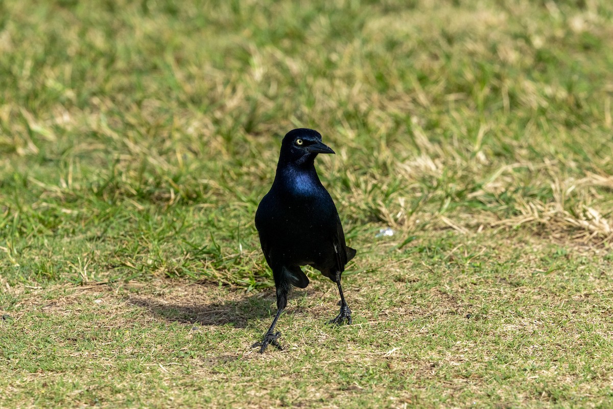Boat-tailed Grackle - ML643154070