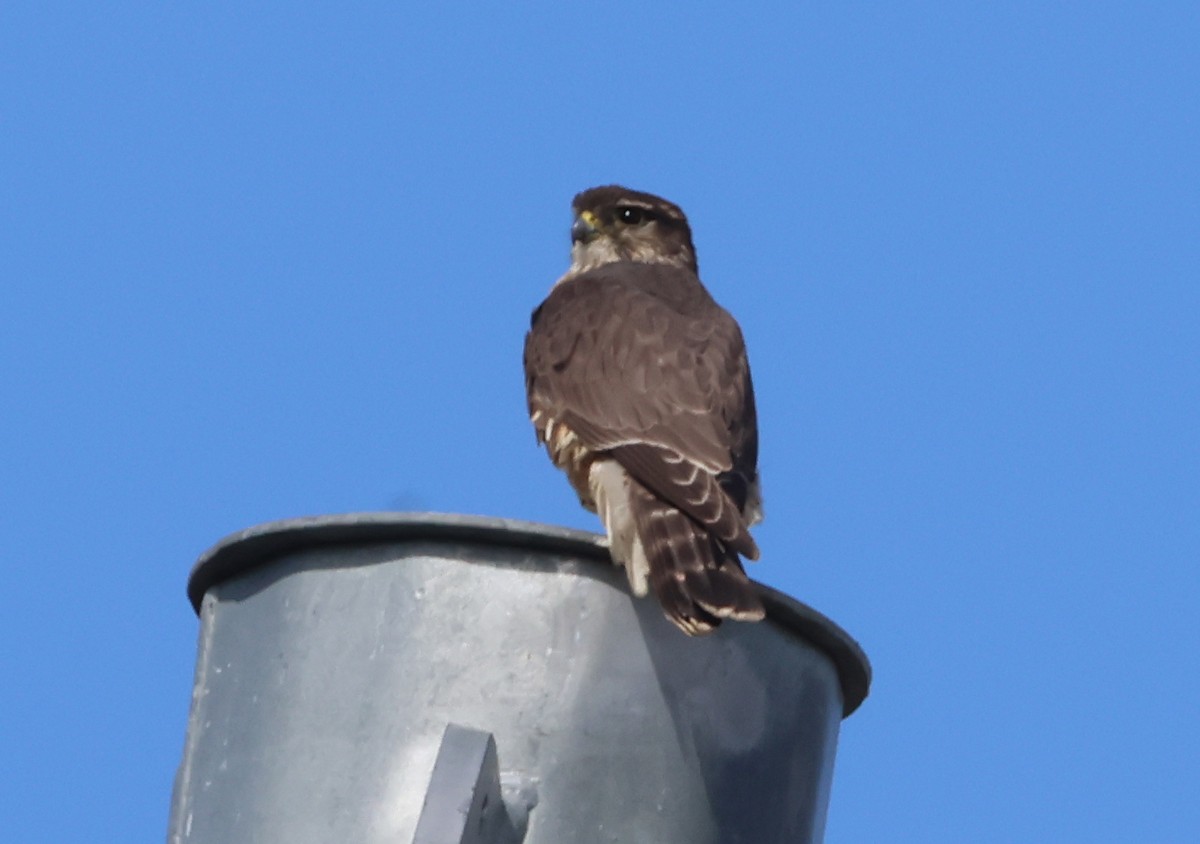 Merlin - ML643154074