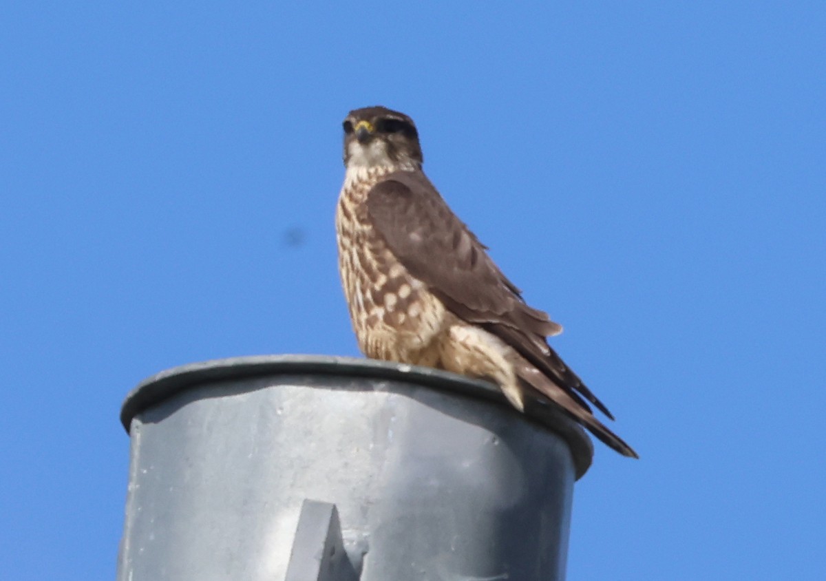 Merlin - ML643154075
