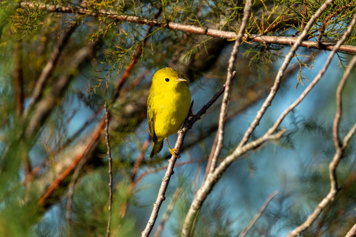 Yellow Warbler - ML643154076