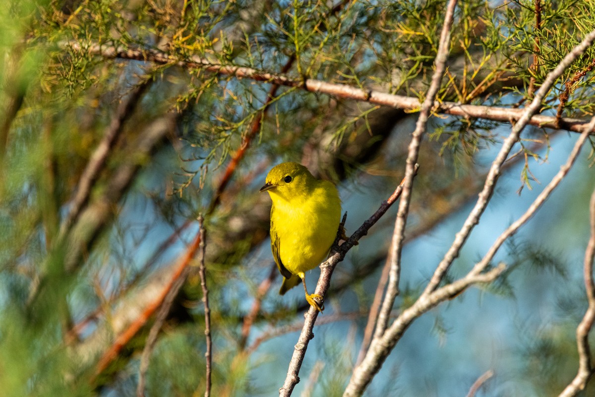 Yellow Warbler - ML643154077