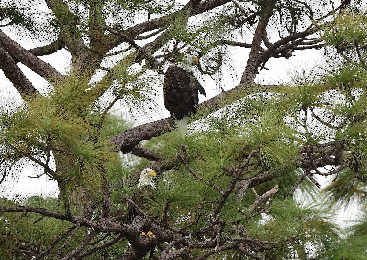 Bald Eagle - ML643154085