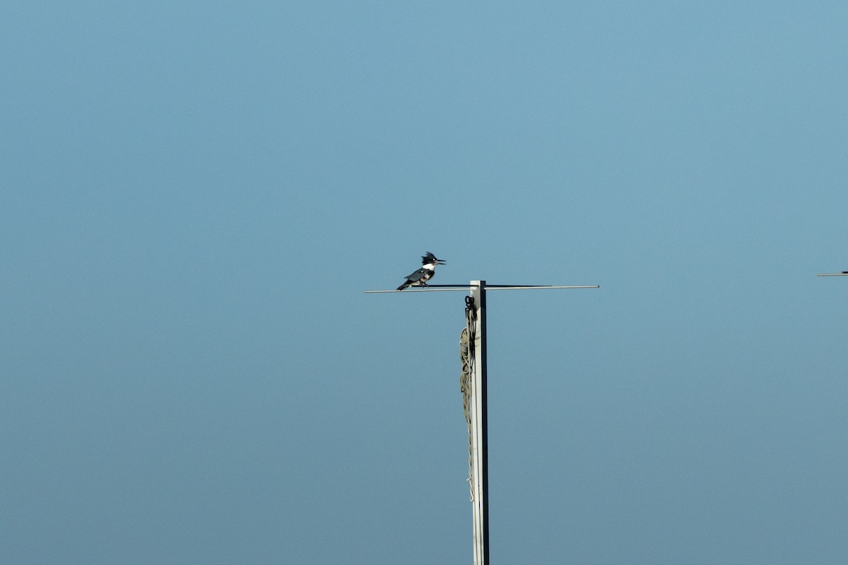 Belted Kingfisher - ML643154087