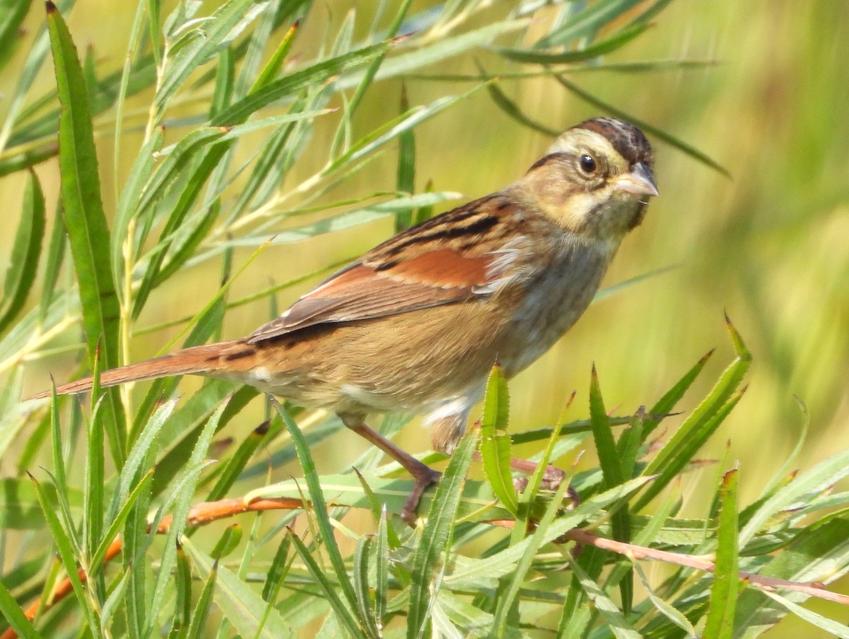Swamp Sparrow - ML643154089