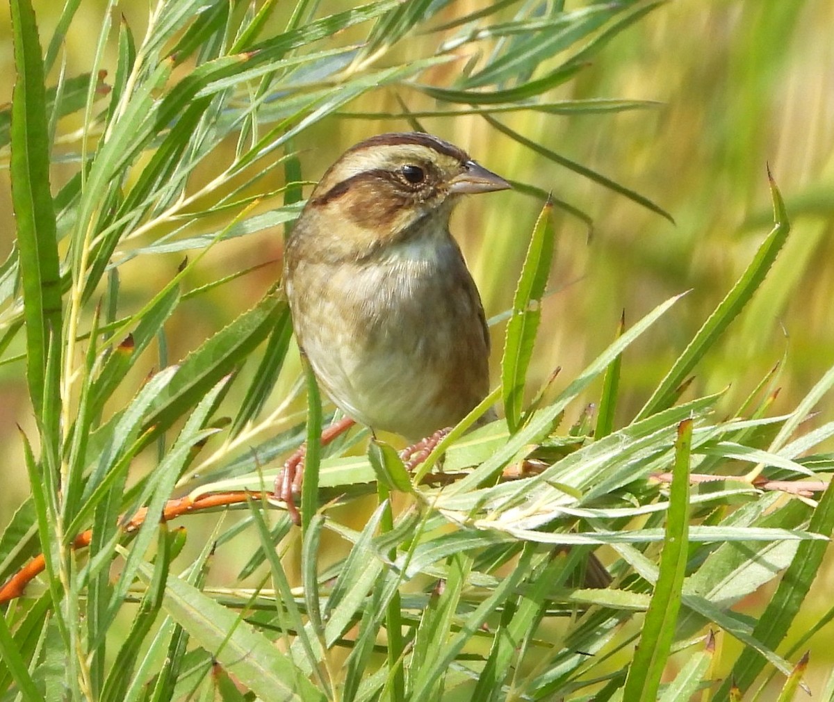 Swamp Sparrow - ML643154091