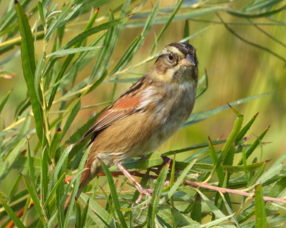 Swamp Sparrow - ML643154093