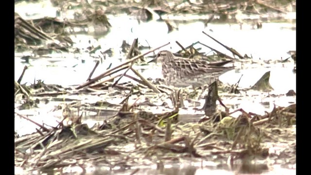 Sharp-tailed Sandpiper - ML643154123