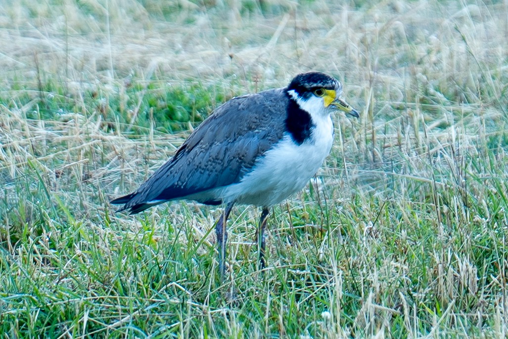 Masked Lapwing - ML643154135