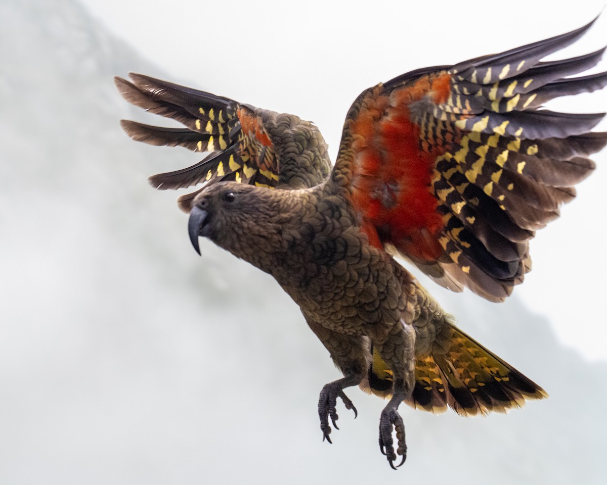 Kea - ML643154173