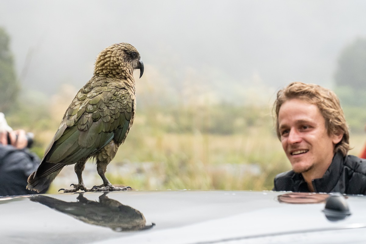 Kea - ML643154174