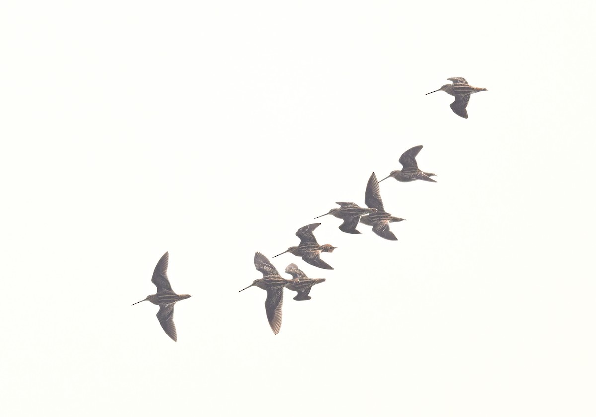 Common Snipe - ML643154176