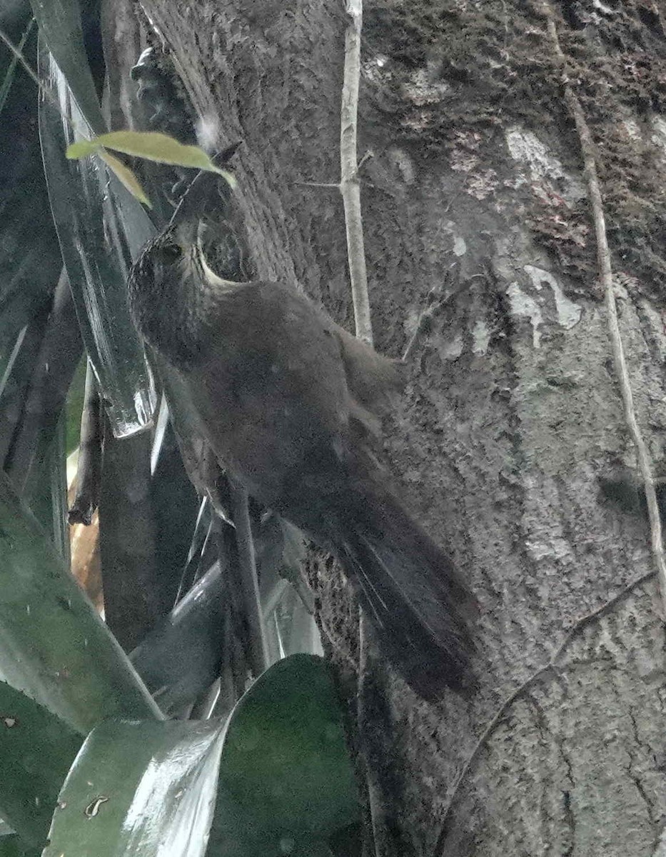 White-throated Woodcreeper - ML643154188