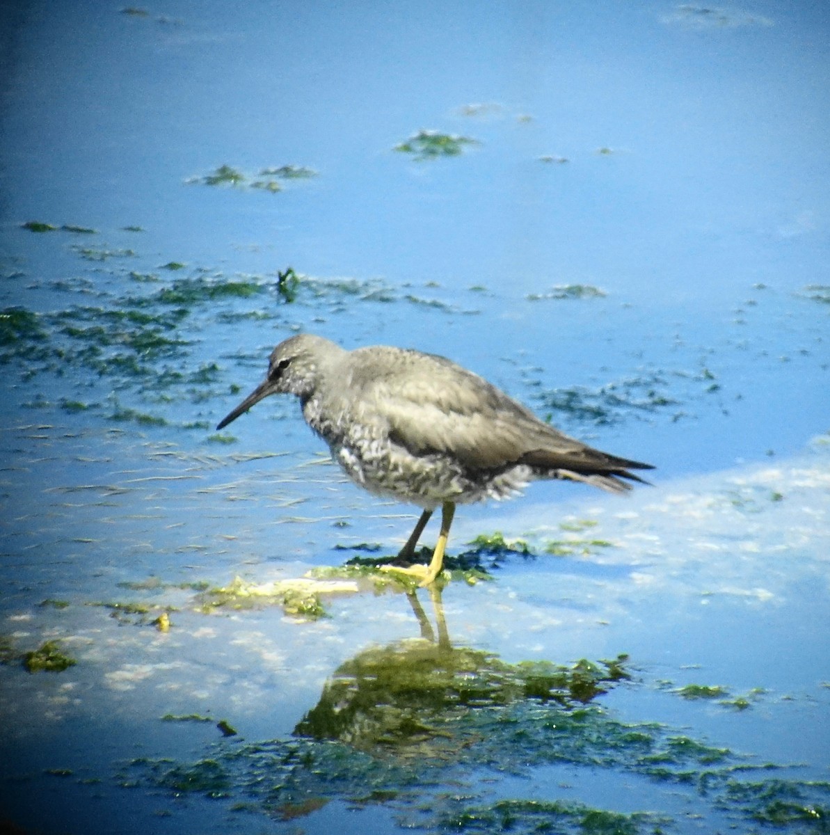 Wandering Tattler - ML64315421