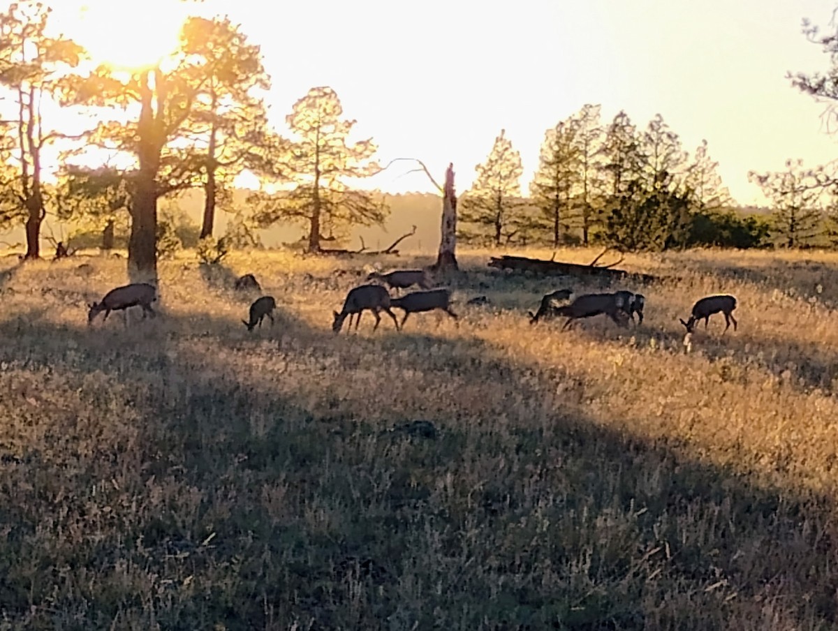 Animals - ML643154225