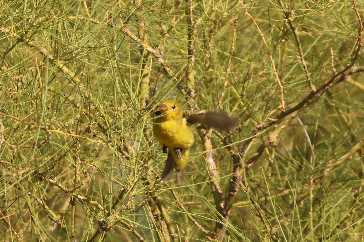 Western Tanager - ML643154263