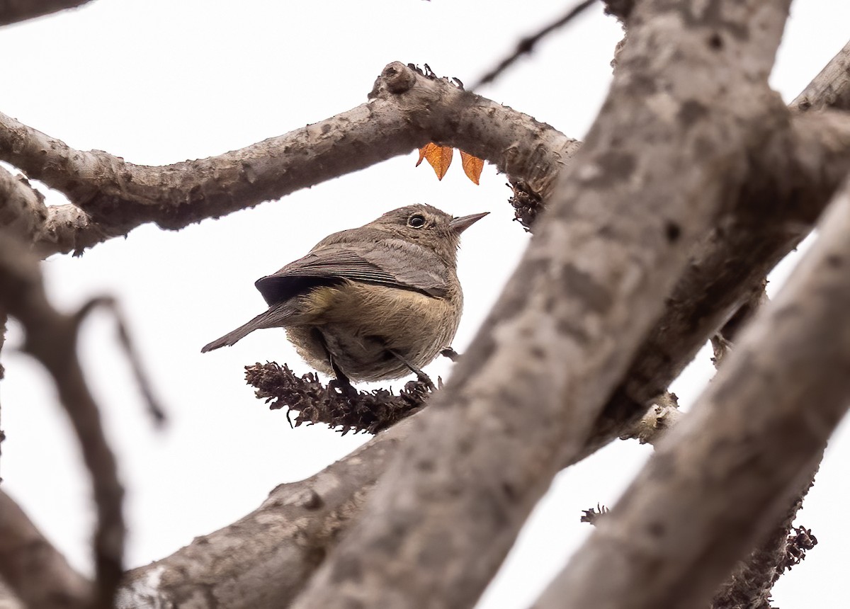 Virginia's Warbler - ML643154266